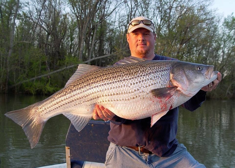 PointRunners Smith Mountain Lake Striper Guide and Charter